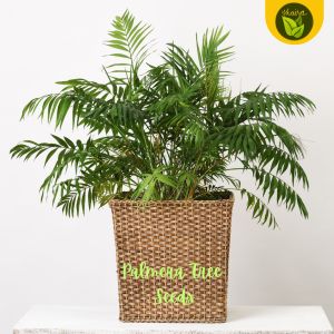 Palm / Palmera Tree 7 Seeds Binhi for Planting Easy to Plant & Grow Garden Plant