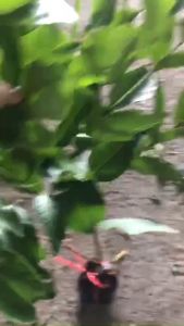 Cây giống mận hồng đào huyết xua không hạt cam kết chuẩn giống