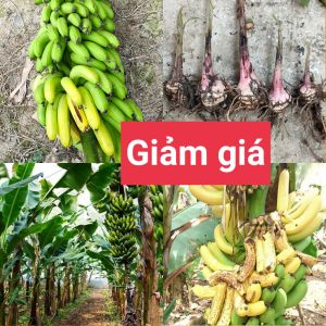 Cây chuối già hương giống năng suất cao ngọt thơm.