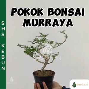MINI BONSAI ROSITA LIVE PLANT OUTDOOR POKOK HIDUP SHS KEBUN