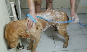 🔥Ready Stock🔥Pet Dog Drying Bag Hair Blowing Tool Dog Cat Large Dog Bathing Quick Drying Hair Dryer Automatic Drying Bag