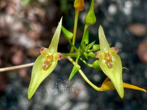 เอื้องสิงโตสมอหิน กล้วยไม้หายาก💛ดอกมีเหลือง💛 ติดขอนไม้ 6 นิ้ว เป็นไม้กอใหญ่ 10-20 ลำต้น จะออกดอกระหว่างตุลาคม-ธันวาคม 1 ไม้/ขุนเขาการ์เด้v