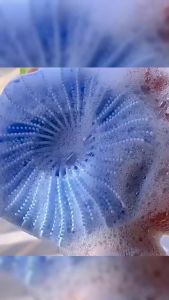 MO. Silicone Body Scrubber Brush Adult Cleaning Bath Shampoo Comb Head Care Massager