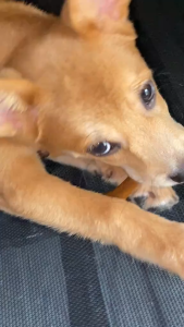 Yaho Dog Dental Chew Bone