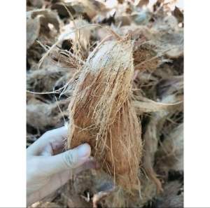 กาบมะพร้าว กาบอ่อนไม่ติดเปลือก 1กระสอบใหญ่ค่ะเป็นกาบมะพร้าวที่ไม่ติดเปลือกแข็งนะคะมีของพร้อมส่งเลยค่ะ