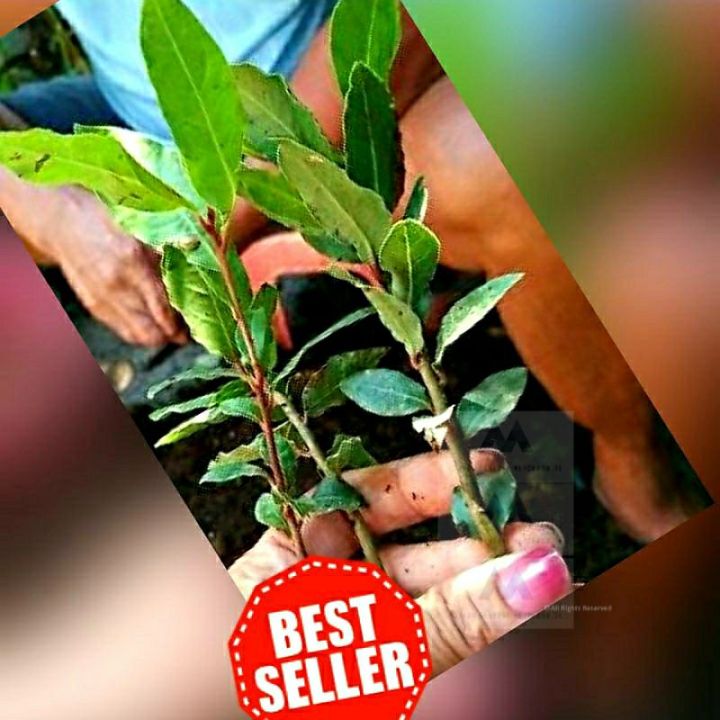 Laurel BayLeaf seedlings from Italy Lazada PH