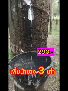 เป็นต่อ น้ำหมักชีวภาพบำรุงหน้ายางเพิ่มผลผลิต x 3 เท่า เพิ่ม % ดี  ไม่ดำ ไม่เยิ้ม ไม่อันตรายต่อหน้ายาง (1 ขวด)