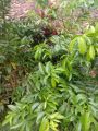 DAUN MAHKOTA DEWA SEGAR/DAUN SEGAR PER 150 GRAM. 