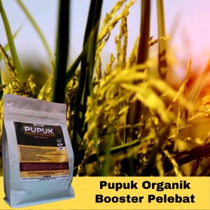 Pupuk Padi Granul Organik Terbaik Booster Cepat Berbuah & Lebat untuk Padi Sawah Booster Padi