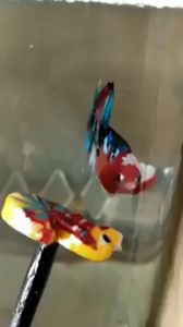 Flare Stick WAYANG CUPANG KAYU - Stik Mental Ikan Ngedok Jantur Kontes