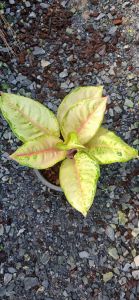 อโกลนีมาโฟร่เซ่น ใบสีขาวอมเขียวอ่อน ไม้ประดับ ตกแต่ง ไม้ฟอกอากาศ จัดส่งพร้อมกระถางดำ ไม้สวย