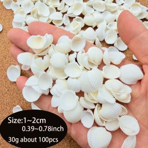 100 Chiếc Tự Nhiên Nhỏ Nhỏ Vỏ Sò Biển 30G Trắng Snowbell Vỏ Sò Cho Đồ Trang Trí Làm Đồ Trang Sức Trang Trí Nhà Bình Hoa Chất Độn