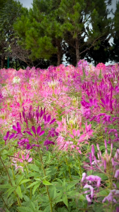 Hạt giống hoa Hồng Ri Túy Điệp Nhiều Màu - 1 gói 100 hạt