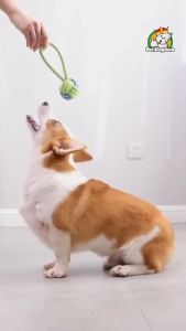 Dog Toys Pet Toy Dog bone Ball Pets Rope Dogs Chew Clean Toys Grinding Teeth Traning Accessories