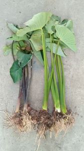 combo 3 cây khoai môn tím & xanh ngọt củ to