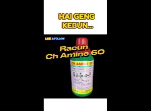 CH Amine 601Liter/4Liter 24-D-dimethylammonium 60% Racun Rumput Herbicide