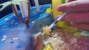 4pcs/set Pet Feeding Syringe with 2 Reusable Feeding Nipple for Kittens Puppies Rabbits Squirrels