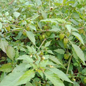 daun ciplukan/cecedet fresh 500g