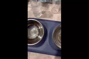 ชามอาหารแมวกันมด ชามแมว 2 หลุม 4สีชามอาหารแมว มาพร้อมชามแสตนเลส ถอดล้างได้ ชามกันมด สุนัข