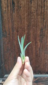 tillandsia Humbug/ airplant / 空气凤梨- 小精靈交紅女王頭