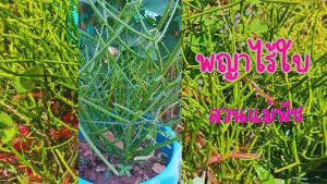 พญาไร้ใบ กระถางละ 59 บาท 1 กระถางมี 3 ต้น ความสูง 20 ซม. ขึ้น คละไซต์ ส่งแบบถอดกระถาง