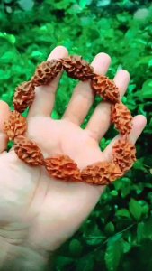 GELANG JENITRI RUDRAKSHA GARIS 2 MUKHI 2 BESAR JUMBO