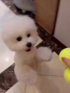 High Density Thick Felt Tennis Ball Pet Dog Toy Durable Bite Resistant Outdoor Throwing Training Interactive Pet Chew Play Toy
