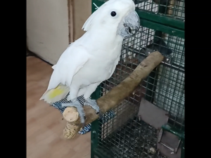 Magnifica Natural Wood Perch for Large Parrots