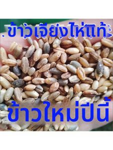 Fresh Peel-off Highland Barley Whole Grain