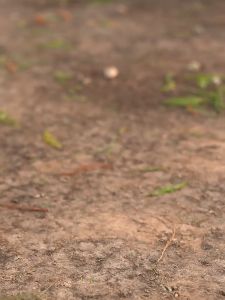 รองเท้า KEEN UNEEK Koke  Sandals รองเท้าเดินป่า ของแท้ ของพร้อมส่งจากไทย รองเท้าหนังเดินป่า รองเท้าหนัง - Lazada