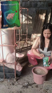 [TOP SALE] BABOY PROBIOTIC Growing Pig 250g | Weight Gain Feed Efficiency & Muscle Development