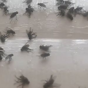 กาวดักแมลงวัน กำจัดแมลงวัน ใช้งานง่าย แพ็คเกจอย่างดี แผ่นกาวดักแมลงวัน