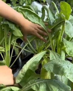Hạt Giống Củ Cải Trắng Độ thuần >99% Xuất xứ Việt nam