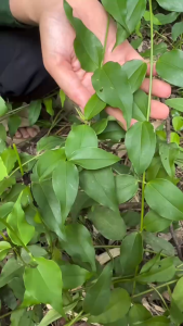 chè vằng sẻ rừng nghệ an.tự nhiên100% giúp hỗ trợ lợi sữa loại bỏ nhiễm tia sữa...