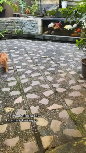 NOVAMOS Penghilang Bau Kotoran Bau Pesing Kucing & Anjing - 250 ML Pet Odor