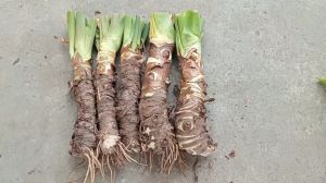 combo 5 cây ráy voi cao 50cm trồng cảnh