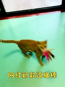 Interactive Cat Toys Funny Feather Teaser Stick with Bell Pets Collar Kitten Playing Teaser Wand Training Toys for Cats Supplies