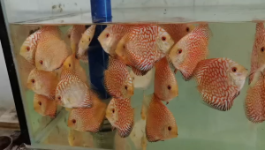 Checkerboard Pigeon Discus 2" - 2.5"