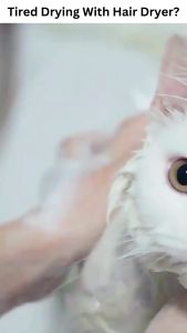 Malaysia Pet Dryer Box Disinfecting Cat Temperature Control Dryer Grooming for Smal Cat & Dog Kucing 宠物吹风机烘干箱猫咪狗 (Below 12kg)