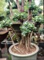 pohon bonsai beringin Korea / bibit bonsai beringin Korea. 