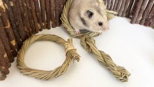 🇸🇬 Apple Wood Straw Cake Molar Skewers Hamster Parrot Teeth Grinding Chew Toy