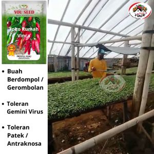 Bibit Cabe Rawit Hijau Unggul PRENTUL HIJAU 10g dari You Seed