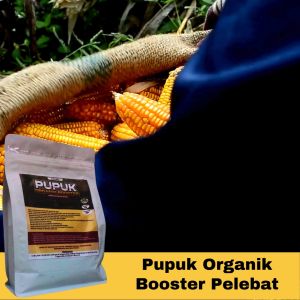Pupuk Jagung Granulle Organik Booster Masa Pertumbuhan & Pembesar Buah Jagung Manis Cepat Berbuah