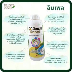 อิมเพล 500ซีซี (Impel) สาหร่ายสีน้ำตาล เพิ่มเปอร์เซ็นต์การออกดอก ออกดอกดก แขนงดอกเยอะ ช่อดอกสมบูรณ์ ติดผลดี รูปทรงสวย