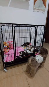 Premium Metal Materials Dog Cage Heavy Duty With Poop Tray And Wheels Pet Cage Extra Large Dog Cage