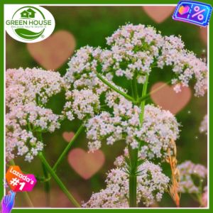 Green House® - Rarely Anix Plant (50 Seed) | Exotic Fast-Growing Perennial Anise Heirloom | Medicinal & Culinary