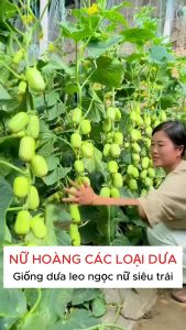 Hạt giống Dưa leo Ngọc Nữ - Túi 10 Hạt