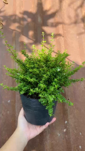 Cây Hàm Hương - Tổng thể tầm 20-30 cm - Hương thơm dễ chịu từ thân và lá!