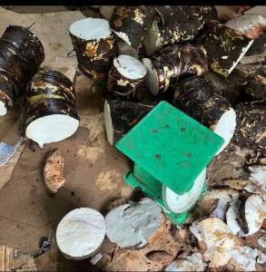 Củ bạc hà núi khủng hàng tuyển 3kg