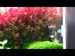 Đầu sủi co2 Chihiros Nano Diffuser khuếch tán trộn bọt co2 mịn bể thủy sinh